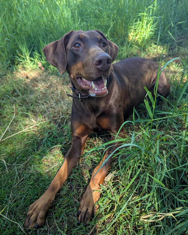 UkRescue's tweet image. Slinky, a 7-year-old spayed female, is a sweet and affectionate dog ready to find her forever home. Before coming to DRUE she had previously been in a rescue before being adopted. Unfortunately her new owners didn't have the time to look after her properly and so she has found…