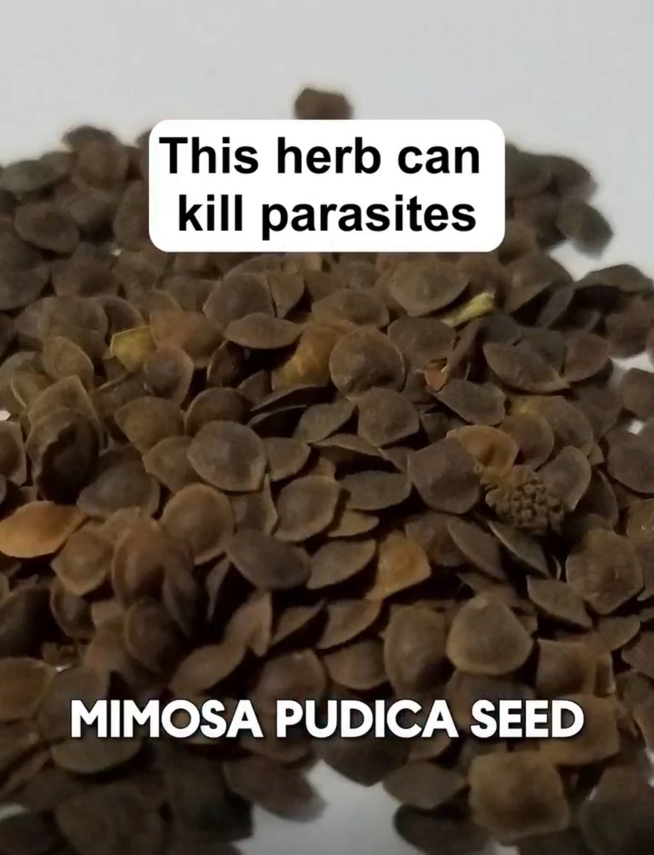 SeeTheBigDipper's tweet image. “MIMOSA PUDICA SEED” 
#Parasites 🪱 
#Toxins 

(Hope we don’t get this visual when we hear about Mimosas!! 🥂) 🤣