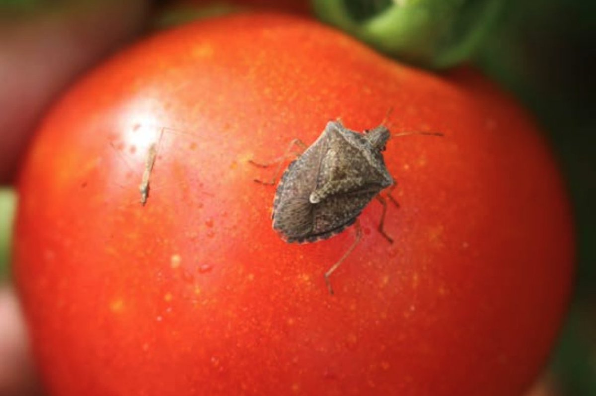 K-State Department of Entomology (@kstateentom) on Twitter photo Learn about the major insect and mite pests and strategies to manage their populations on greenhouse grown tomatoes
bookstore.ksre.ksu.edu/download/insec… Learn about the major insect and mite pests and strategies to manage their populations on greenhouse grown tomatoes
bookstore.ksre.ksu.edu/download/insec…