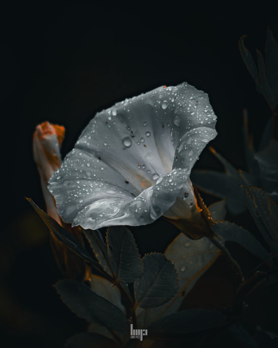 monkbonk's tweet image. Good night #DarkEdition