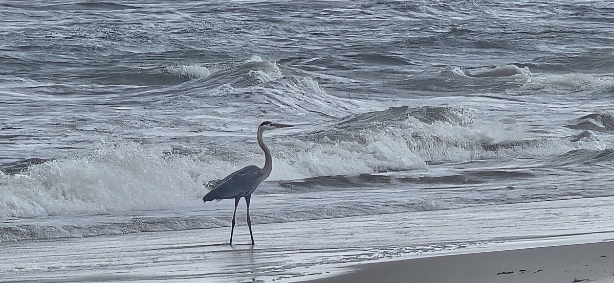 Dauphin Island today.

<a href="/spann/">James Spann</a> <a href="/simpsonWVTM13/">Jason Simpson</a> <a href="/TaylorWVTM13/">Taylor Sarallo</a> <a href="/weswyattweather/">Wes Wyatt</a> <a href="/ThomasGeboyWX/">Thomas Geboy</a>