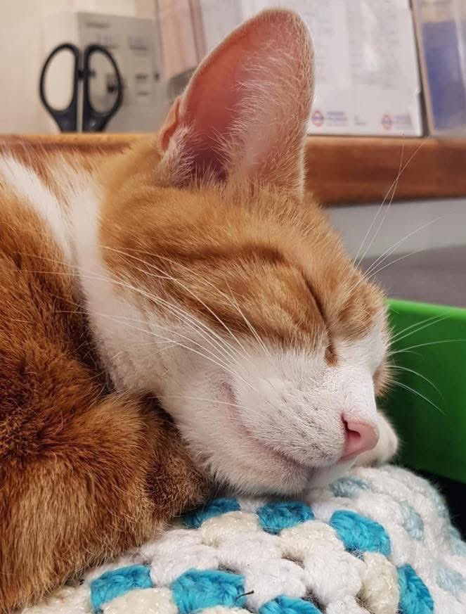 Night night sweet dreamies 

Pause before self-criticism and ask, "Would I say this to a friend?"

Be gentle with yourself 

#cats #cats #Cat #CatsOnTwitter #CatsOfTwitter