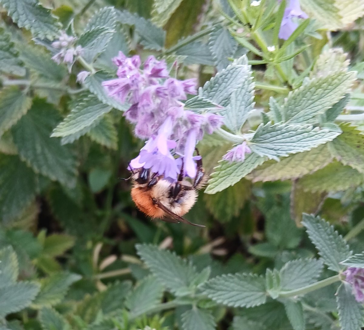 There is nothing more relaxing than watching bees dart from flower to flower. This beautiful Common Carder Bumble Bee was really joining the cat mint in our wildlife garden at RSPB Arne nature reserve today! What a buzz 🐝🐝🐝