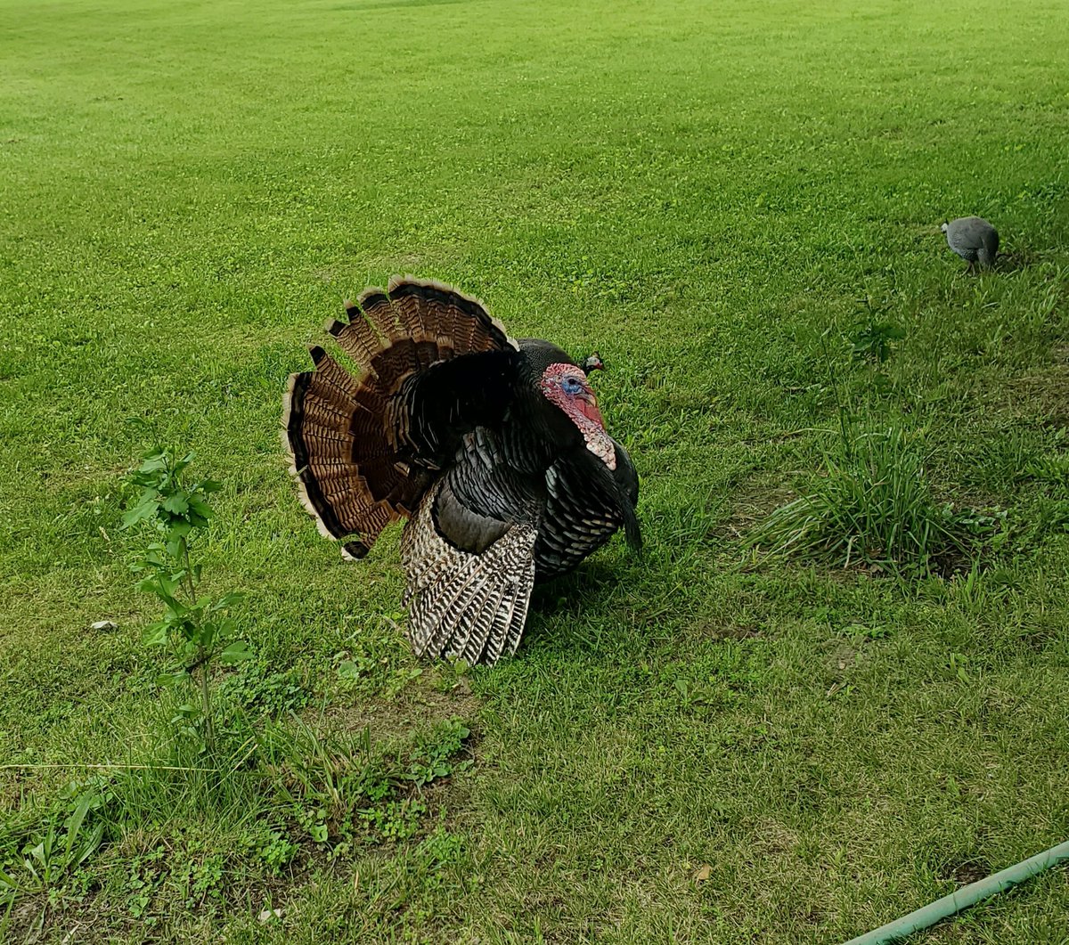 orbison_goy's tweet image. Tom is struttin&apos; around, showing his hens, what&apos;s up. Haha