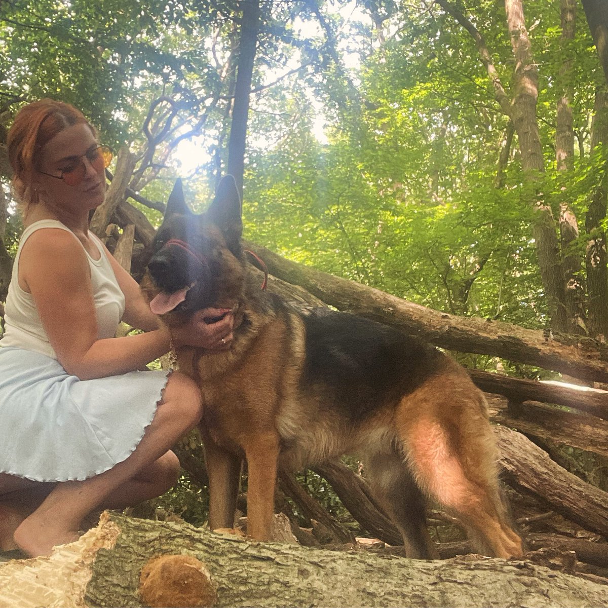 My beautiful German Shepherd, Nova🐾