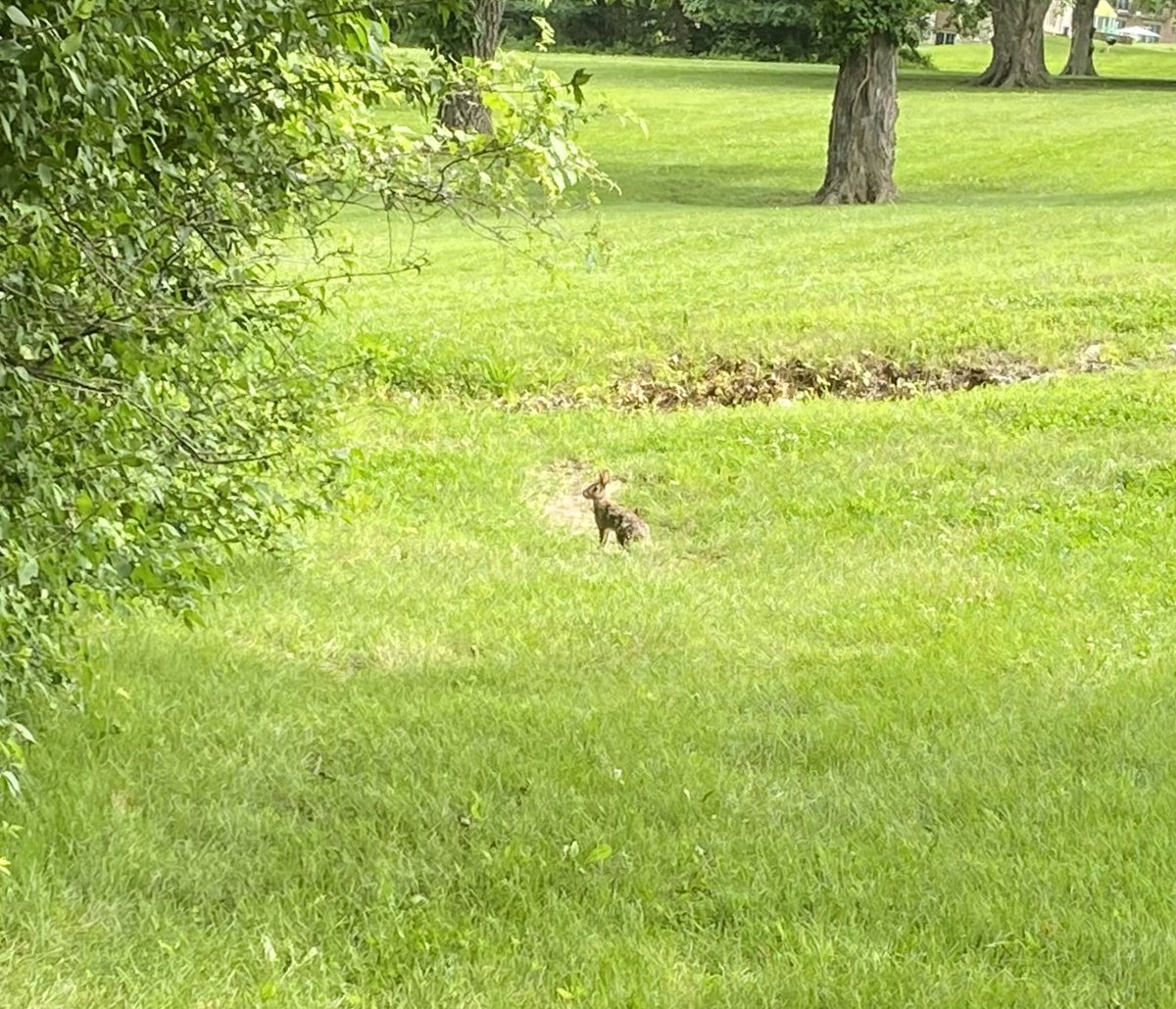 John L. Inman III (@pulpithistorian) on Twitter photo Took a break to see some of our beautiful campus and saw some furry residents <a href="/MBTS/">Midwestern Seminary</a> <a href="/MBTSGlobal/">Midwestern Global</a> <a href="/SpurgeonColl/">Spurgeon College</a> 🐇 🌳 😎 Took a break to see some of our beautiful campus and saw some furry residents <a href="/MBTS/">Midwestern Seminary</a> <a href="/MBTSGlobal/">Midwestern Global</a> <a href="/SpurgeonColl/">Spurgeon College</a> 🐇 🌳 😎