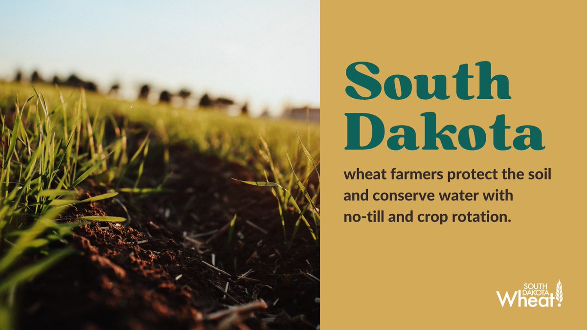 South Dakota wheat growers are putting water conservation into practice. 🌾💧 With no-till and crop rotation, farmers help the soil hold more water, reducing runoff and protecting against erosion. #SDWheat #sustainableag