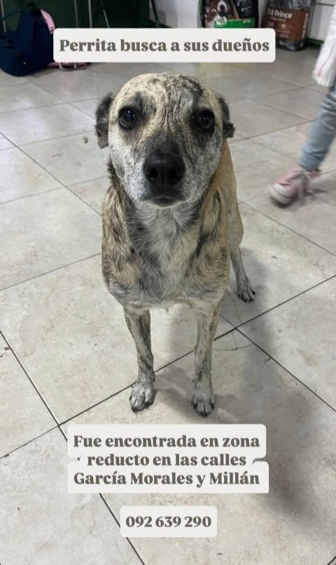 MatuNogueira's tweet photo. Busca a sus dueños!! Contacto en la imagen. https://t.co/hUan1A43R9