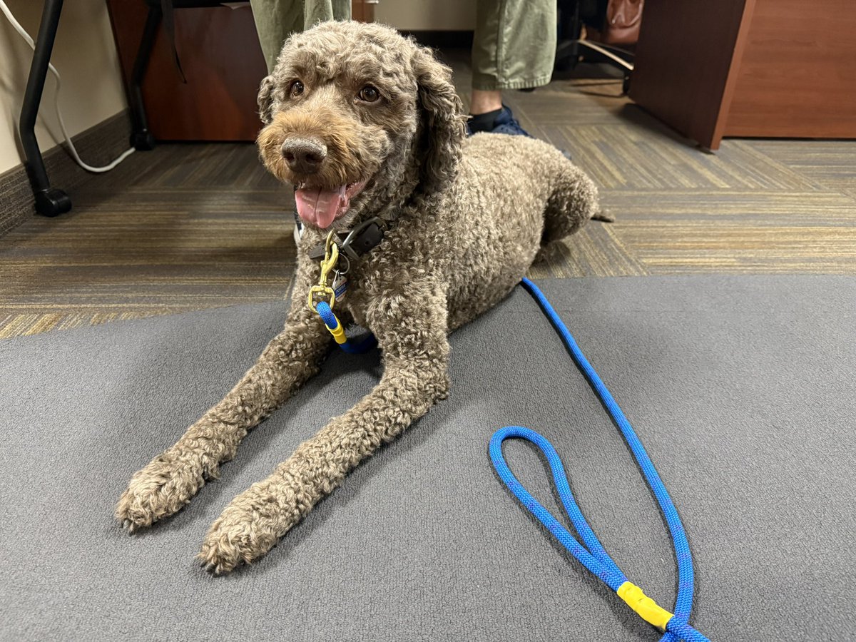 Porter the therapy dog says “welcome to the weekend!”  

Have a safe and wonderful weekend, Greensboro!