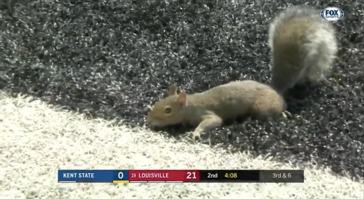TennisWrld's tweet photo. @petermillar There is only one correct answer. #GoCards #TouchdownSquirrel https://t.co/1qOluRopmn