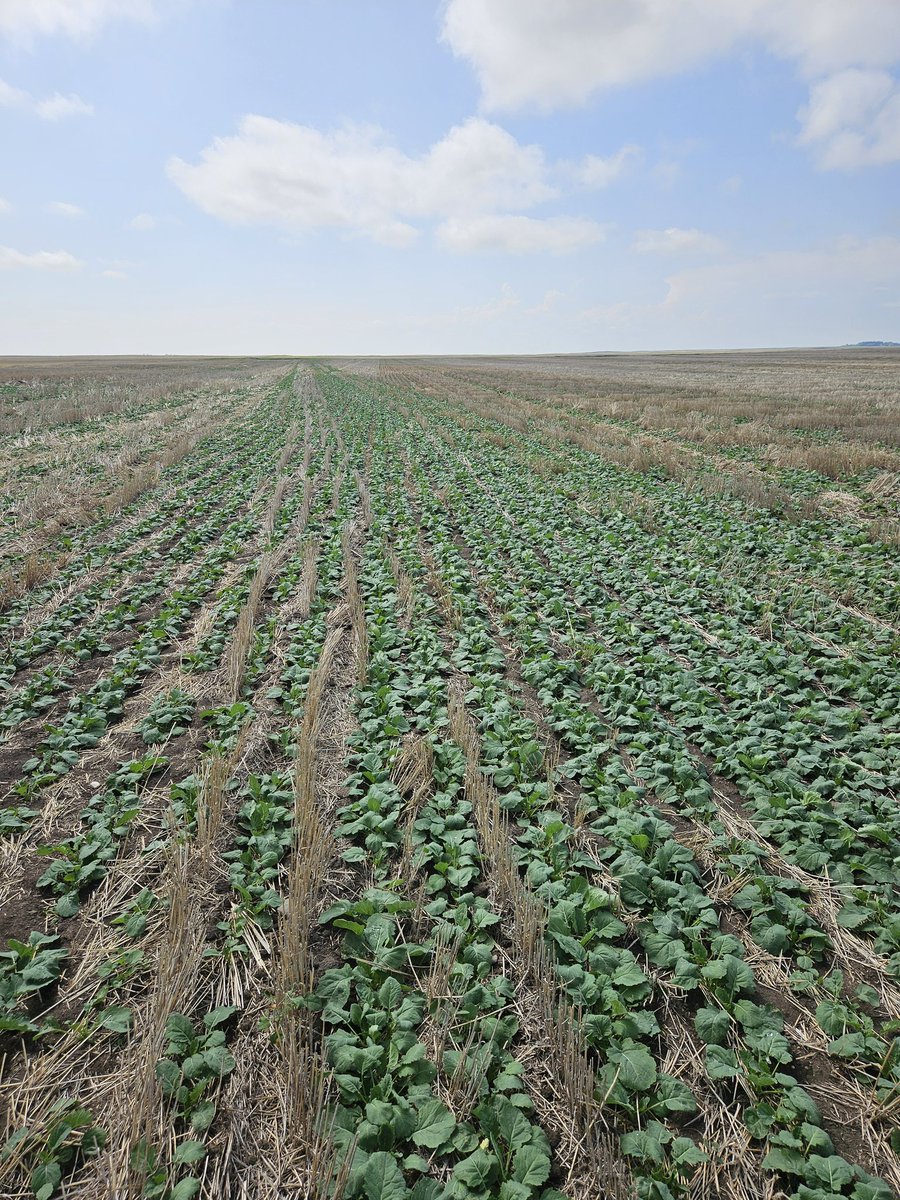 Jerrod Peters (@zeefarmer) on Twitter photo The Pioneer P612 LL is looking really good so far The Pioneer P612 LL is looking really good so far
