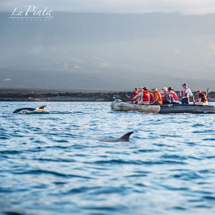 🐋 What if you could live the experience of a lifetime? 🌊

 🙌🏼 Whale and dolphin watching season kicks off this month in the Galapagos! 🐬 

👉🏼 Book your adventure today! 

bit.ly/3YZXm1I

#WhaleWatchingGalapagos #LaPintaCruise #GalapagosAdventure #NatureLovers