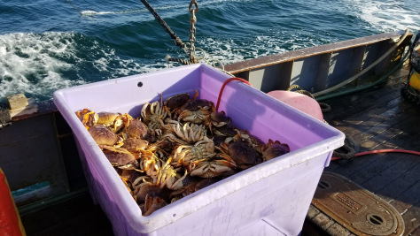CDFW ANNOUNCEMENT: CDFW Closes Commercial Dungeness Crab Fishery in Northern Management Area to Protect Whales from Entanglement - mailchi.mp/7e4574109ba7/c…