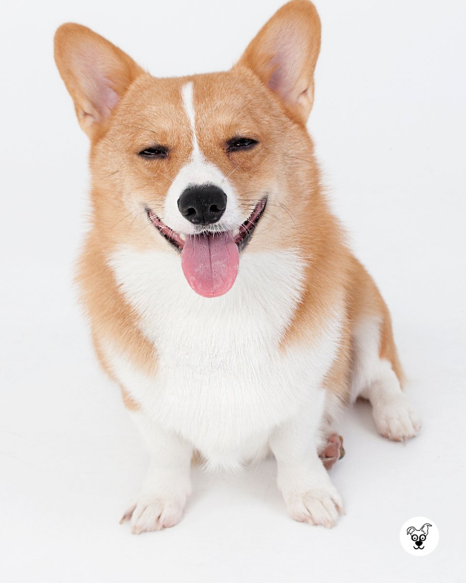 thesopawsome's tweet image. Proof that the best things come in short, fluffy packages. 📦🍑 #FluffyPackage #CorgiLove #AdorableCorgi #CorgiLife #CorgiNation