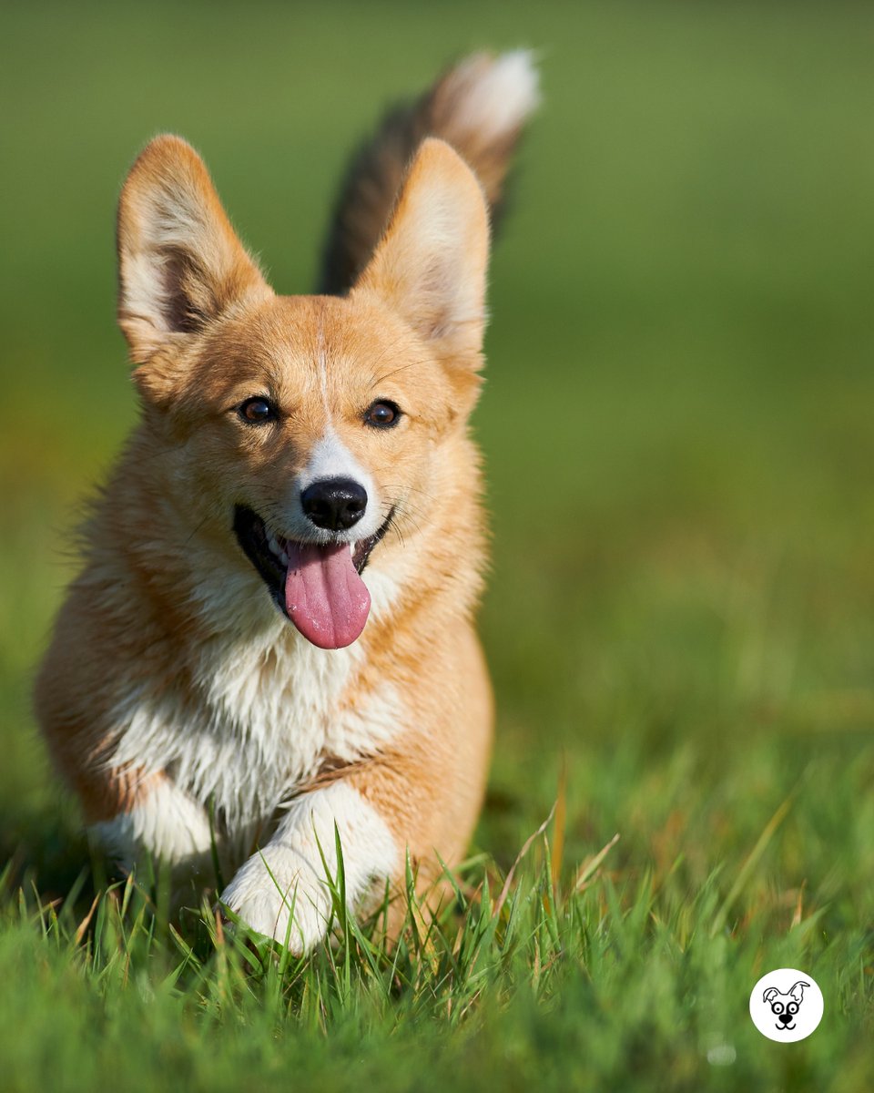 thesopawsome's tweet image. Proof that the best things come in short, fluffy packages. 📦🍑 #FluffyPackage #CorgiLove #AdorableCorgi #CorgiLife #CorgiNation