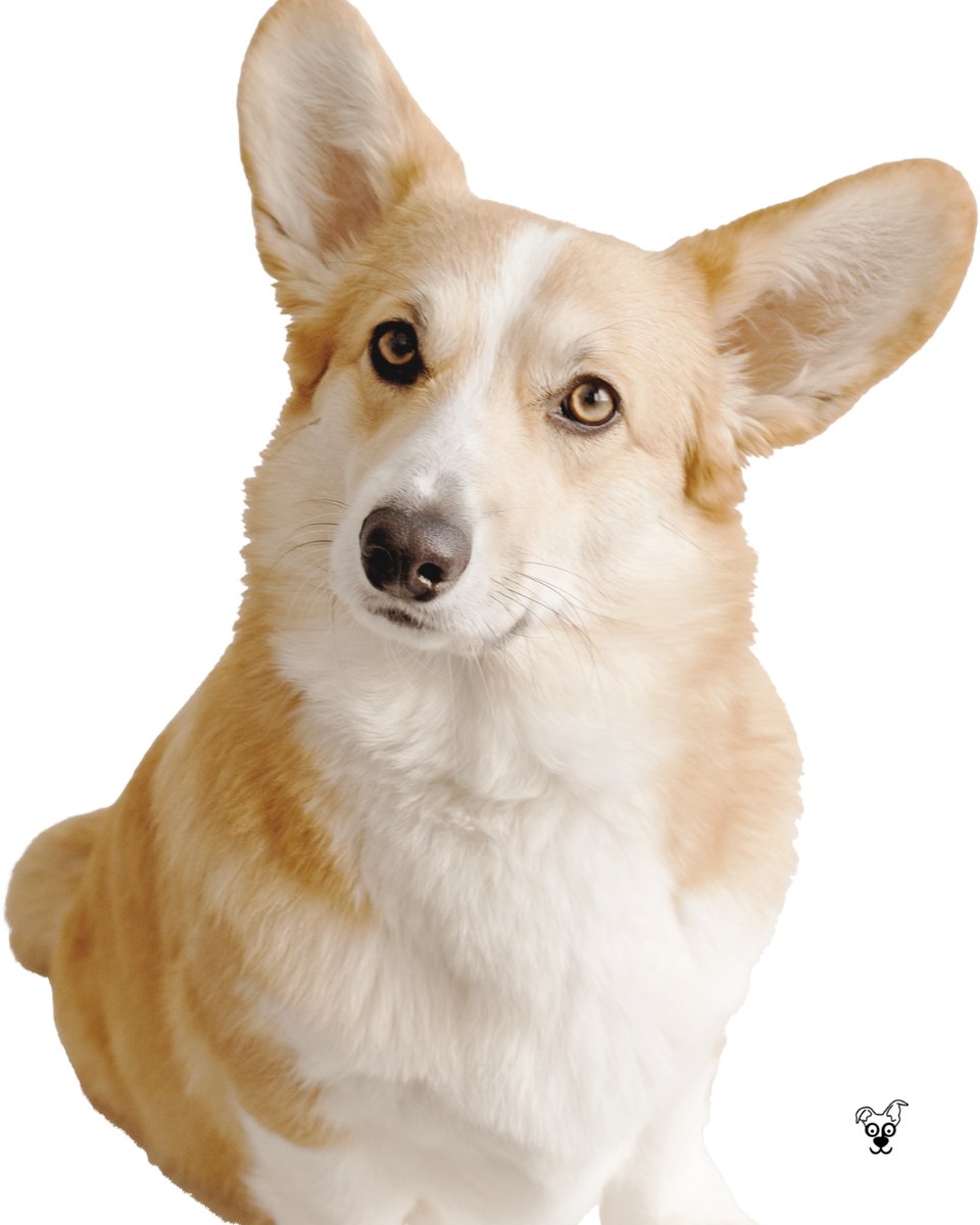 thesopawsome's tweet image. Proof that the best things come in short, fluffy packages. 📦🍑 #FluffyPackage #CorgiLove #AdorableCorgi #CorgiLife #CorgiNation