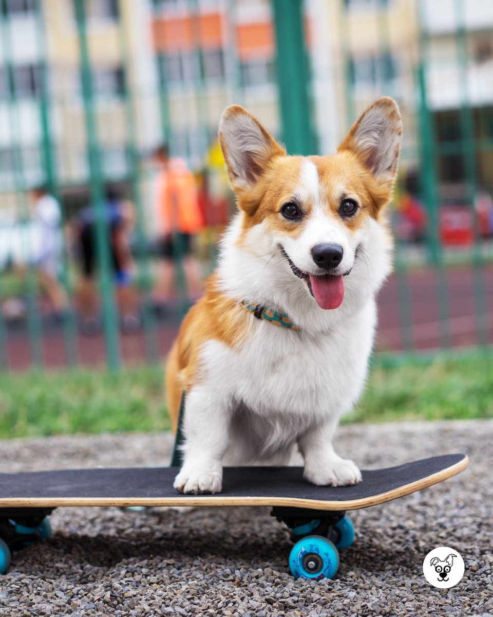 thesopawsome's tweet image. Proof that the best things come in short, fluffy packages. 📦🍑 #FluffyPackage #CorgiLove #AdorableCorgi #CorgiLife #CorgiNation