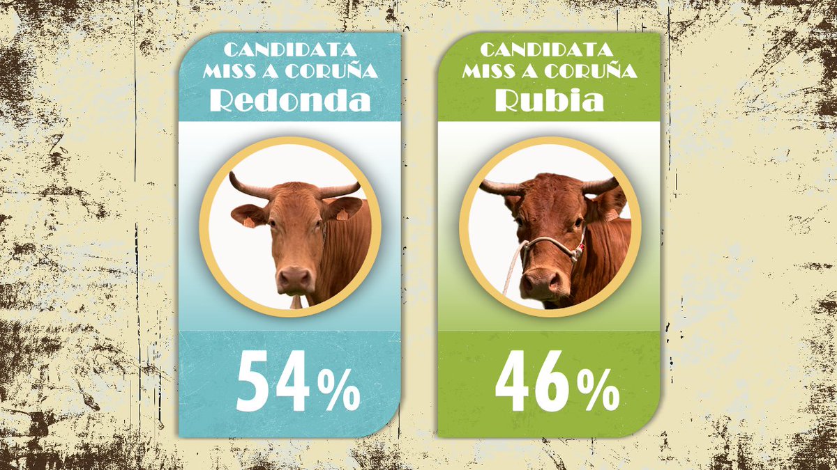 🐮 Comezou gañando Rubia pero parece que Redonda remonta❣️ #luar1444 #missvaca25