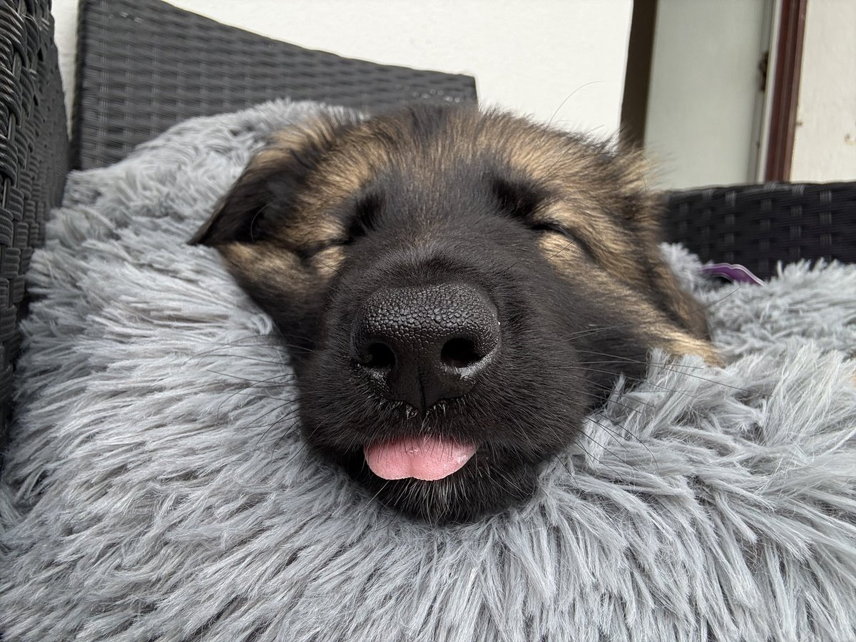 We got a new puppy ^^ such a little cutie !
