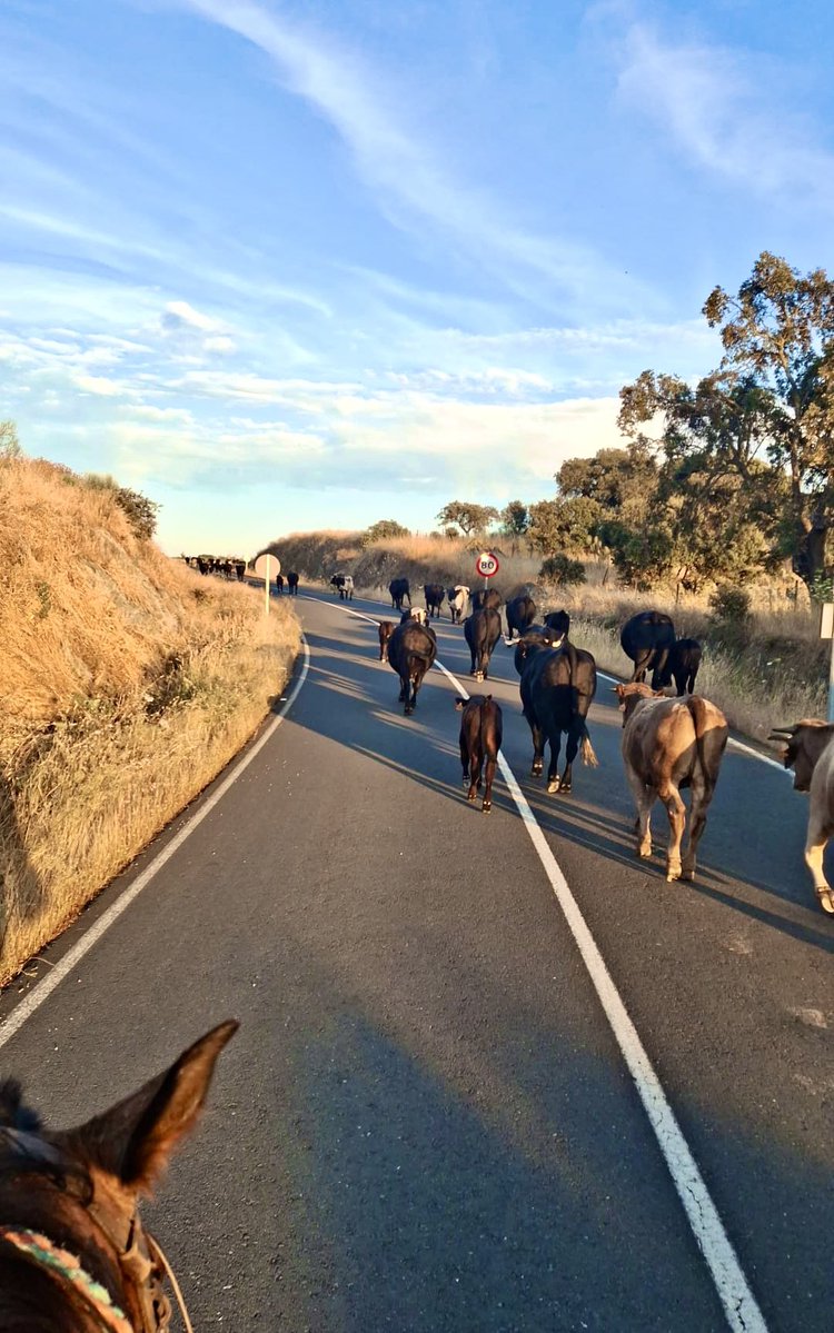 -Doctor, salimos, las vacas vuelven a casa.

Un año más mis jóvenes pacientes, como lo hicieron sus padres, sus abuelos y  generaciones inmemoriales.

Una vez más la trashumancia recorrerá 200 km desde Extremadura a Ávila.

A casa a los hermosos pastos bajo cumbres de eternidad.