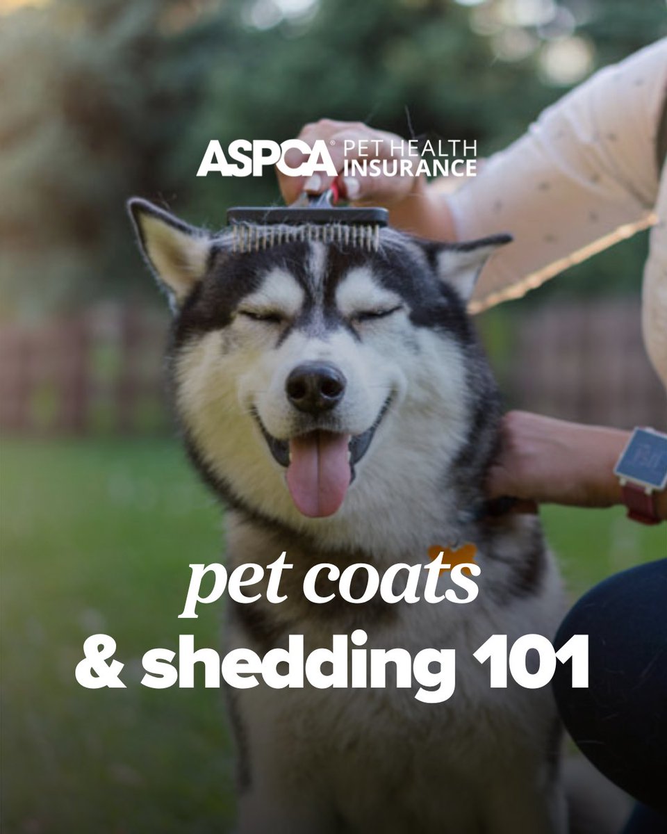 ASPCA Pet Insurance (@aspcapetins) on Twitter photo From coat types to grooming tips, our guide breaks down what’s normal, what’s not, and how to keep shedding in check without losing your mind (or your lint roller).
📖 Read the full blog: bit.ly/3FJtRuD
#Shedding #SheddingSeason #DogHair #CatHair #PetHealth From coat types to grooming tips, our guide breaks down what’s normal, what’s not, and how to keep shedding in check without losing your mind (or your lint roller).
📖 Read the full blog: bit.ly/3FJtRuD
#Shedding #SheddingSeason #DogHair #CatHair #PetHealth