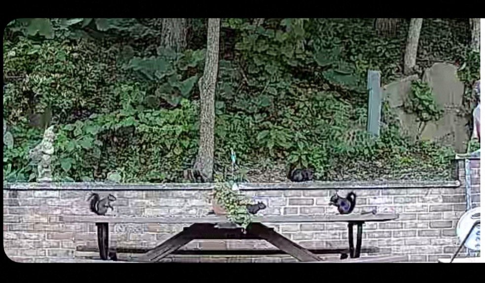 My son put a camera in the area where I feed the squirrels.  Lots of them today.