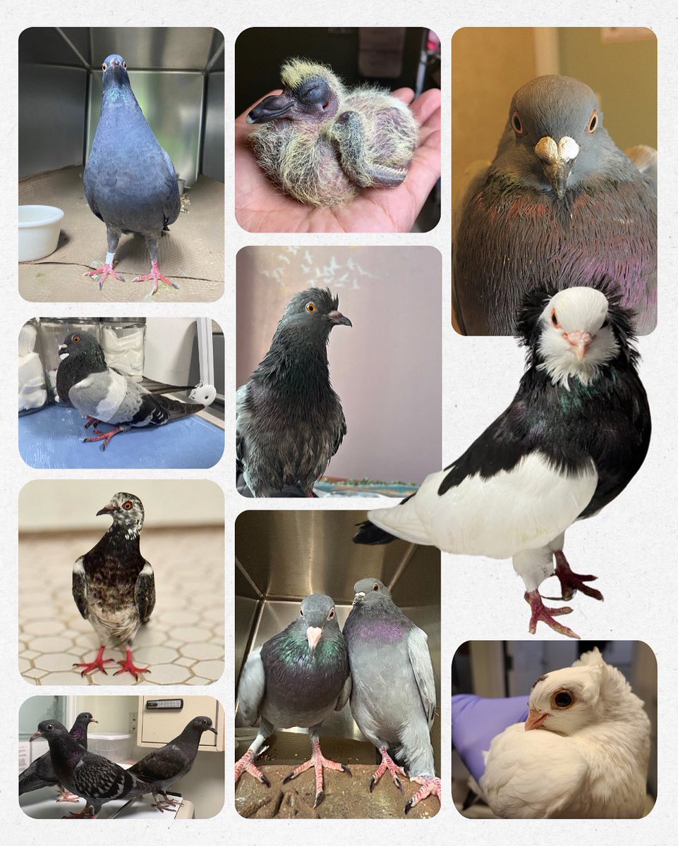 🎉Happy Pigeon Appreciation Day🎉— a day traditionally celebrated with poetry, interpretive dances and tossing of seeds. In modern times, these practices have fallen away, but here at the Wild Bird Fund, we keep the old ways alive.

We’re pleased that hundreds of others will be