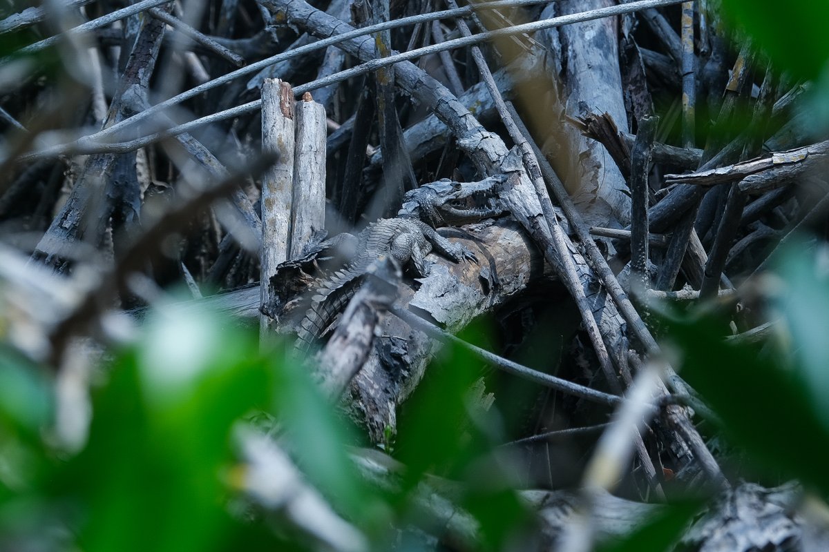 El Estero El Salado, ubicado en Puerto Vallarta, es un Área Natural Protegida y el único manglar urbano protegido en Latinoamérica.
Este espacio alberga una gran variedad de especies, desde aves acuáticas hasta cocodrilos y peces, y combina 4 ecosistemas vitales para la región.