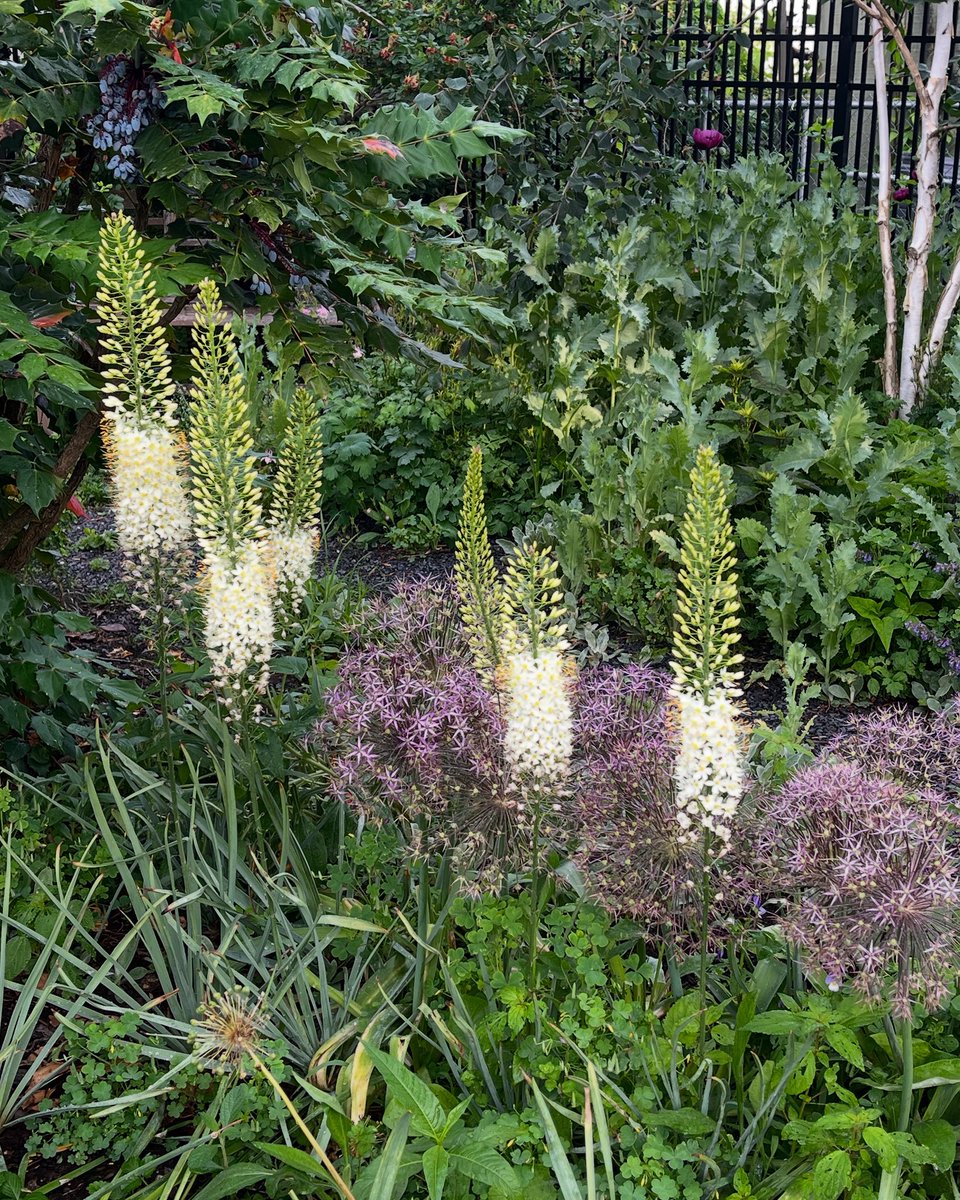 VicarsGarden's tweet image. Today’s joy is the Foxtail Lilly, Eremurus – White Beauty nestled among the Allium christophii 
#inmygardentoday #latespring #cottagegardenflowers