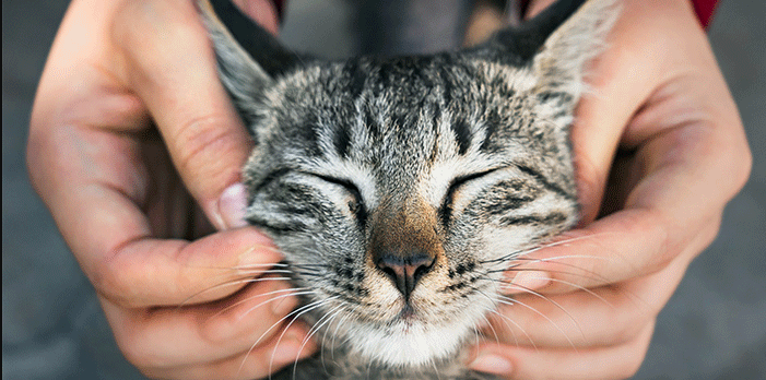 Happy cats show it through purring, kneading, slow blinks, playful zoomies, head butts, tail lifts, grooming, and soft meows, signs of true feline joy sweeps.pet/ways-cats-and-…