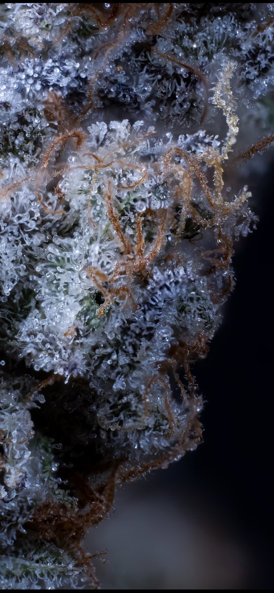 Soil_Built's tweet photo. Flower drop is officially live!! 14 different varieties, quantities are super small on some of them so plan accordingly. https://t.co/pWOsWZjNur