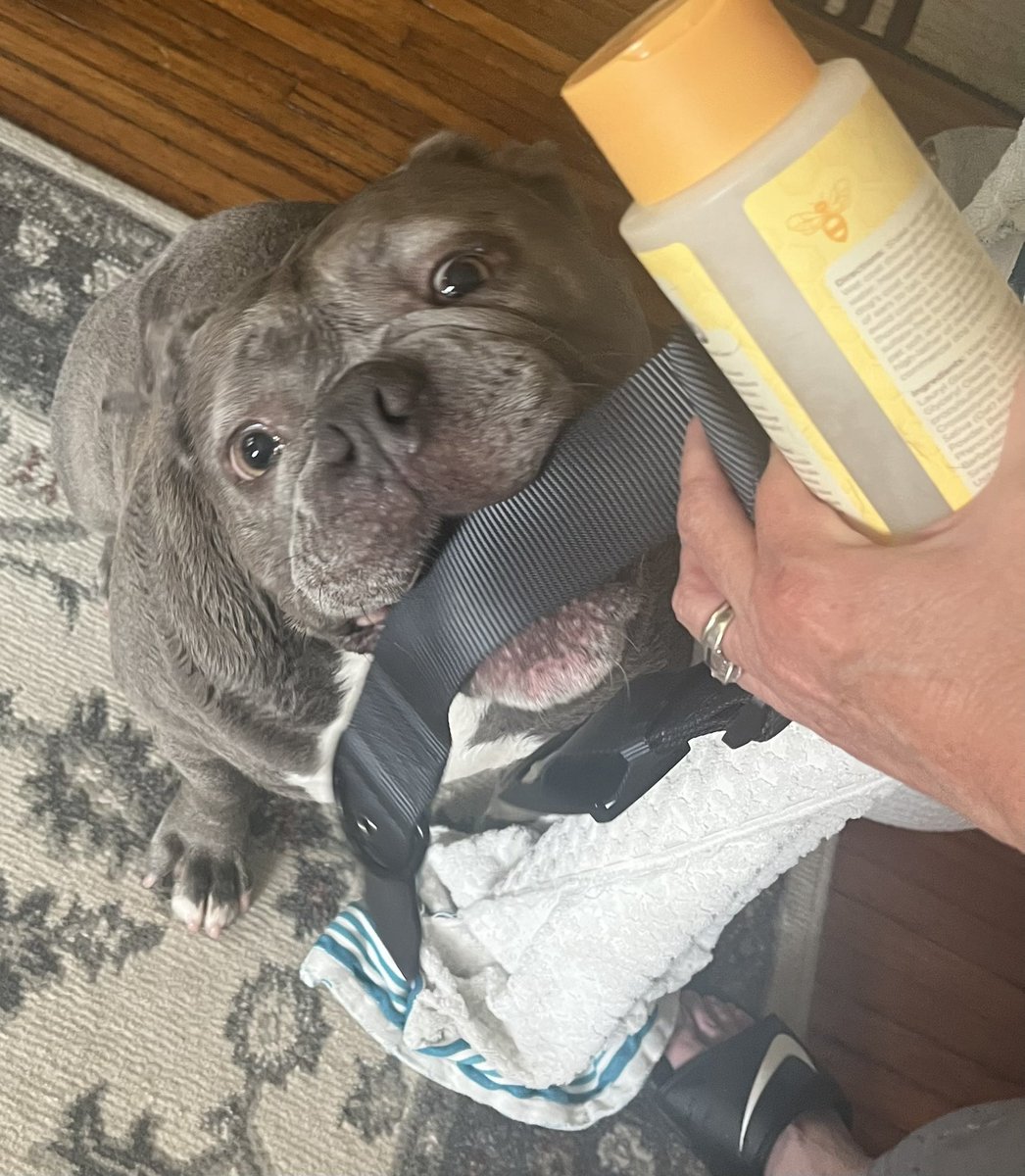 KingTuckerC's tweet image. The after pictures. The humans tortured me with a bath this afternoon. They did it outside with a hose like I was a common animal! 😳 They even bought me a special bath collar since! Don’t tell them, but it felt kinda nice. 🤫🤐😉😂❤️