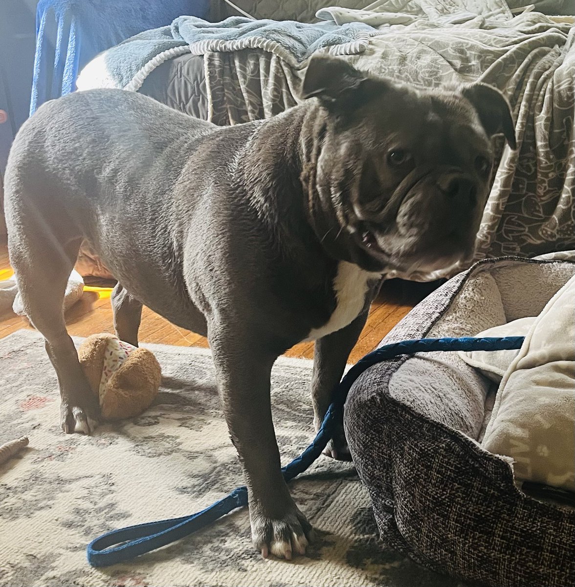 KingTuckerC's tweet image. The after pictures. The humans tortured me with a bath this afternoon. They did it outside with a hose like I was a common animal! 😳 They even bought me a special bath collar since! Don’t tell them, but it felt kinda nice. 🤫🤐😉😂❤️