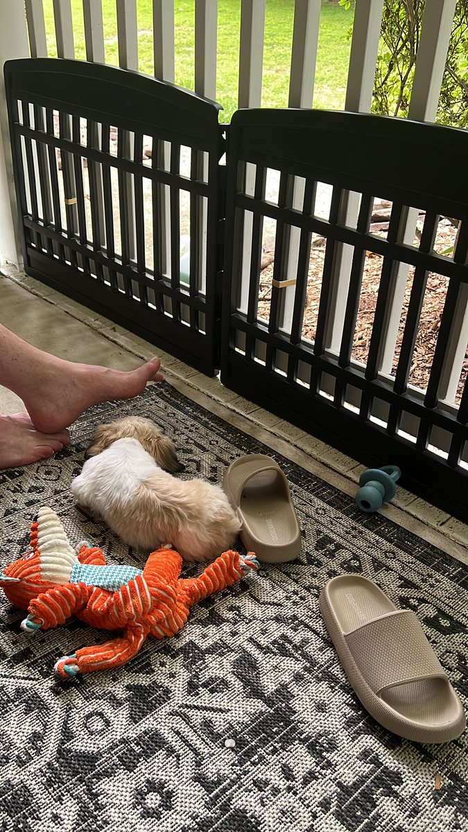 The things we do to keep our baby safe &amp; on the porch w/us. 

She’s learning though. Such a good girl! 🐾
#birdie #RaiseHail