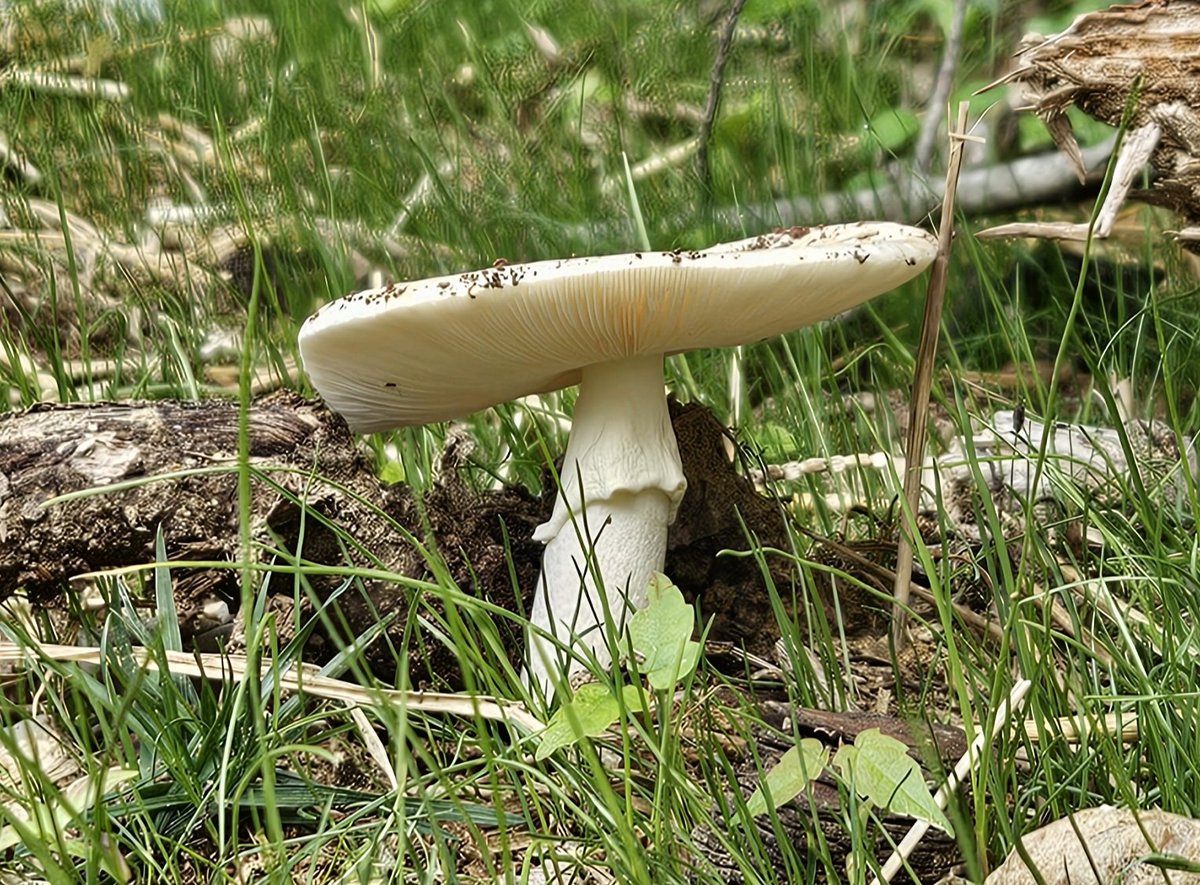 #Amanita #FungiFriday