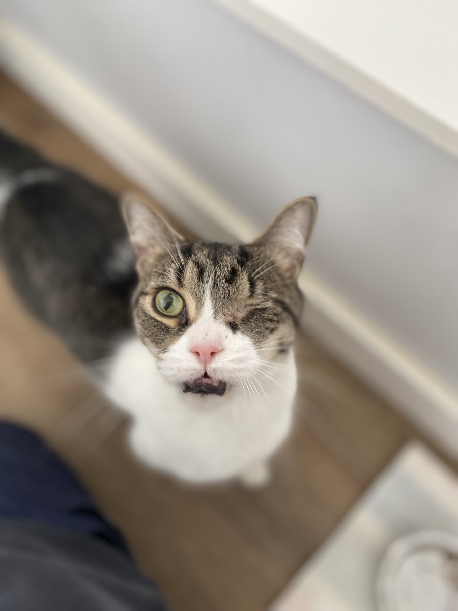 Hi there. We’re Wilbur &amp; Tony—two perfectly imperfect cats with big hearts. One bold, one shy, both sweet. We’ve found our soulmate in each other—now we just need you. 💛

Meet us at the Ontario SPCA Orillia Animal Centre:
ontariospca.ca/adopt/view-pet…
ontariospca.ca/adopt/view-pet…