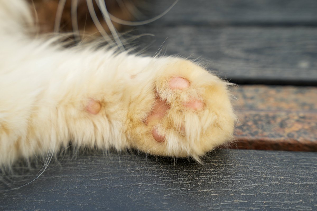 intern_kun🐾 (@internkun_neko) on Twitter photo 