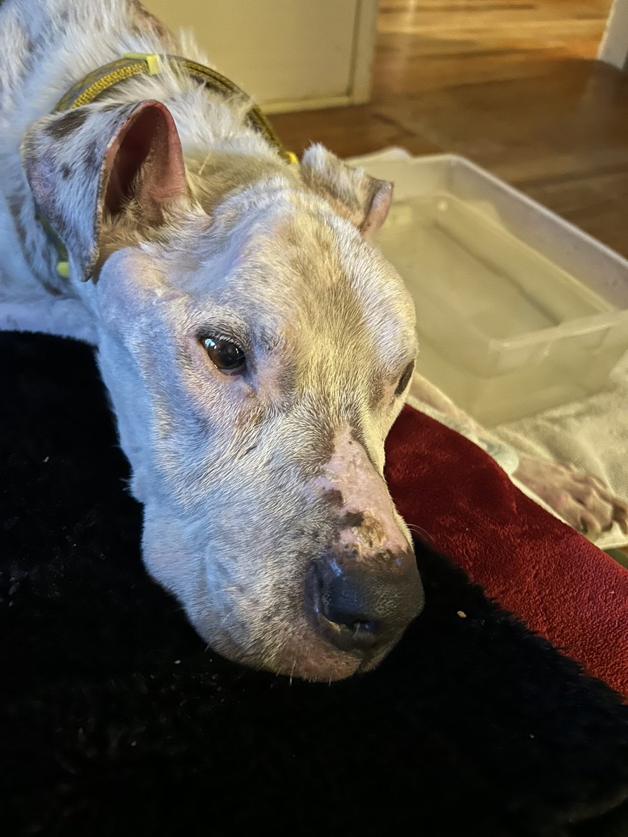 life_49ers's tweet photo. Today we say goodbye to Remy our boxer-pit. She was kind, she was loving, she was so full of life. She brought us so much joy. She was everything we could have asked for & more. #RIPRemy https://t.co/c87L6G2P8X
