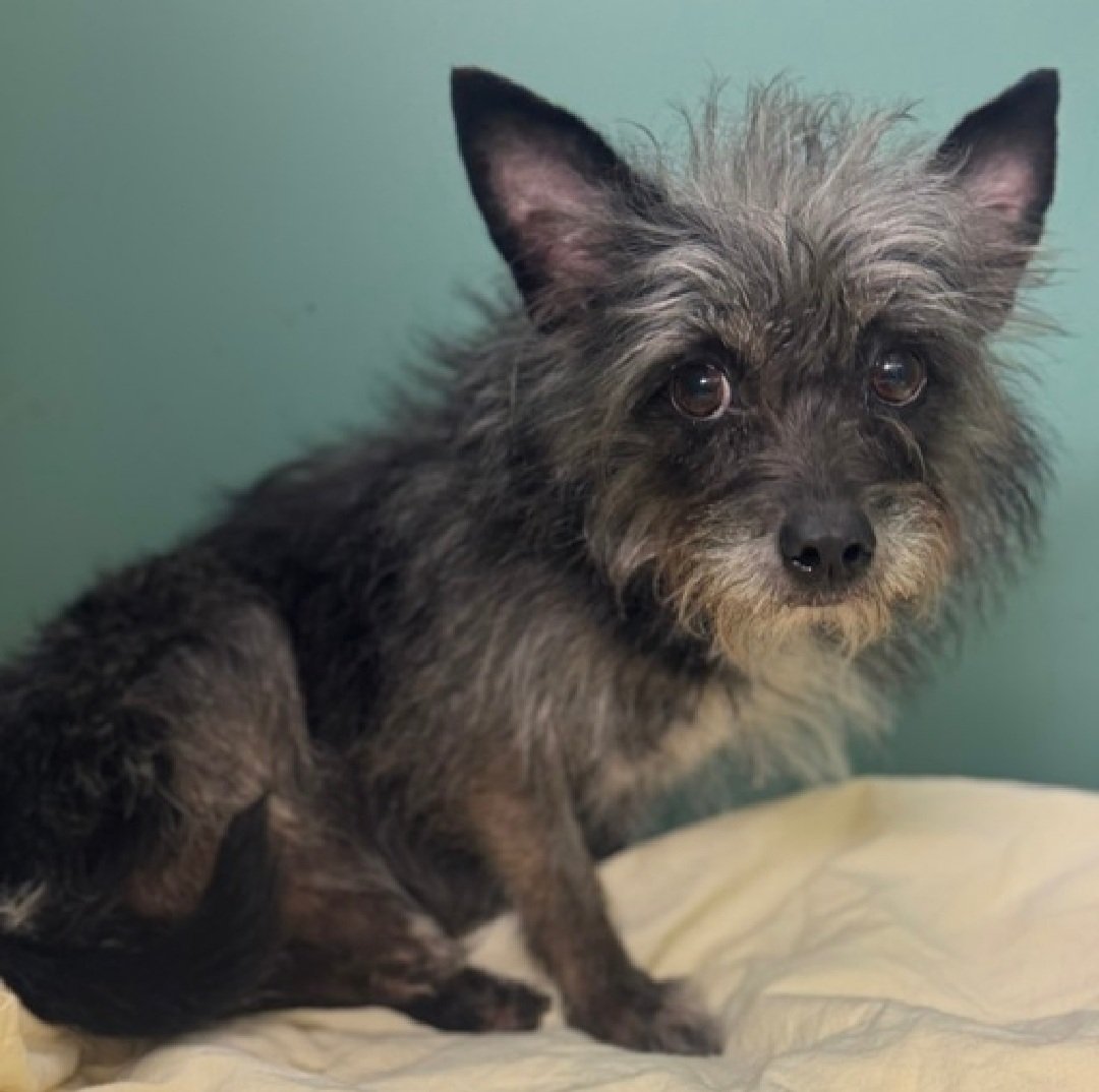 Harvest Moon 227956
#NewIntake #NYCACC 
#RescueOnly 
A cute little 9 lb, 3 yr old girl
Sensitive and shy
Being highly fearful, has New Hope Only rating
Let's save Harvest Moon!
nycacc.app/browse/227956
#Pledge4Rescue #foster #adopt