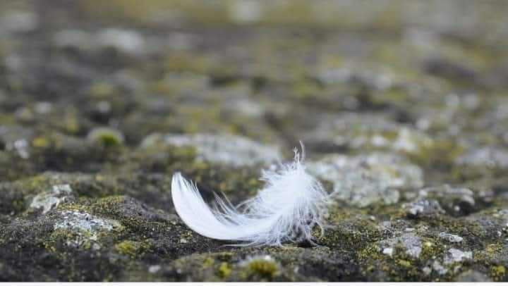 ஒரு நேரத்தில் காற்றைக் கிழித்துக் கொண்டு பறந்தேன்...

இப்பொழுது காற்றின் அசைவுக்கெல்லாம் ஆடுகிறேன்...

எல்லாம் காலத்தின் கட்டாயம்...! ✍️