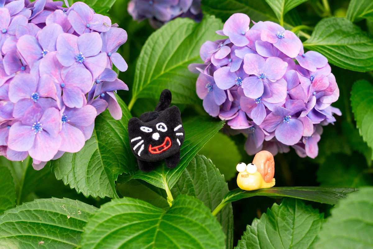 kiyo_info's tweet image. カタツムリと一緒🐌
