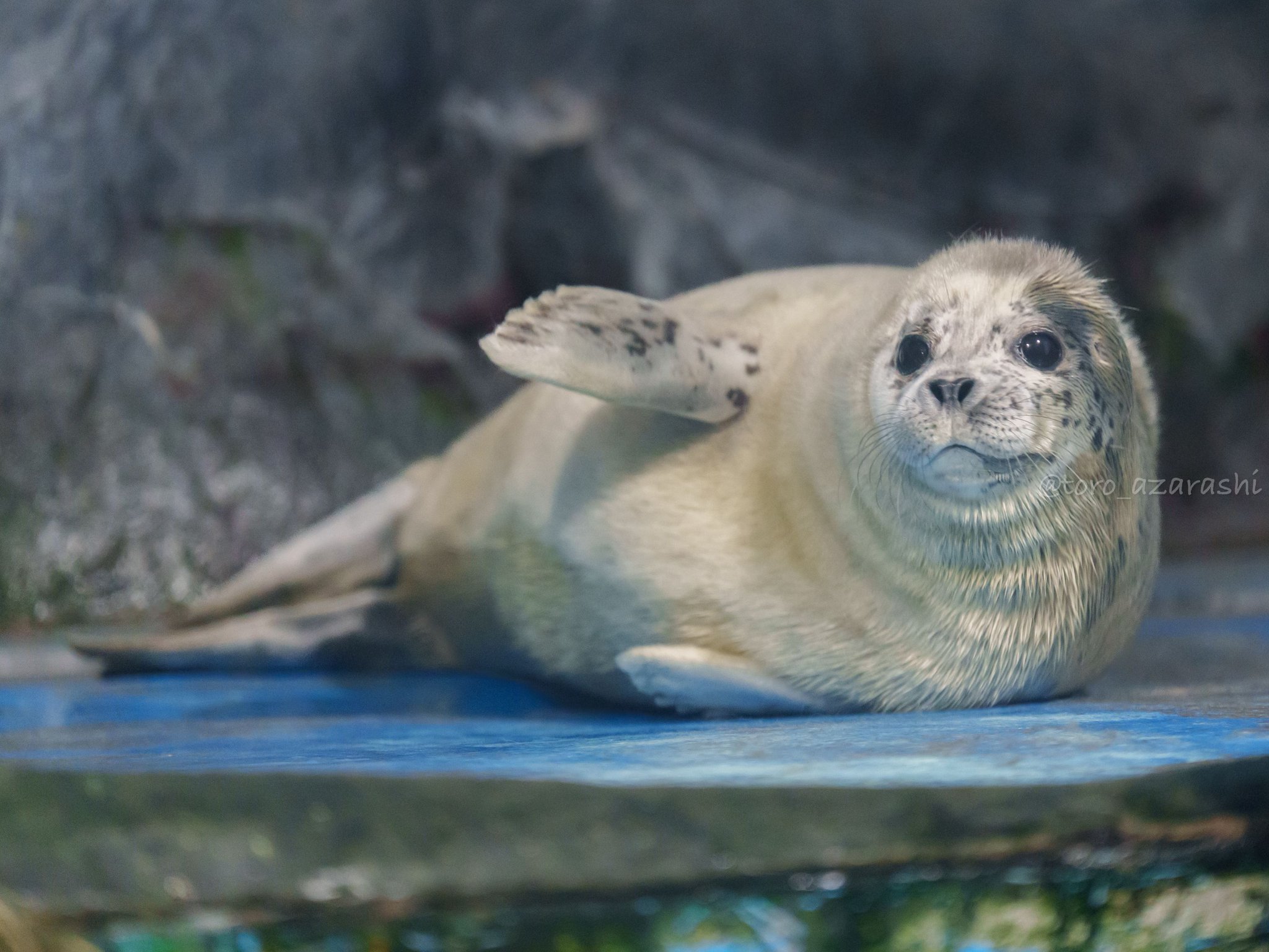 GtX1QR_W4AAGOL9.jpg:large