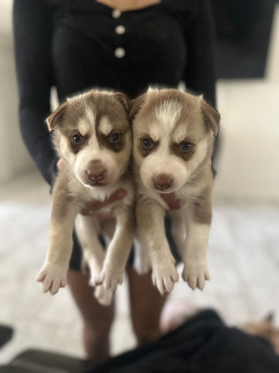 Rehoming Huskys