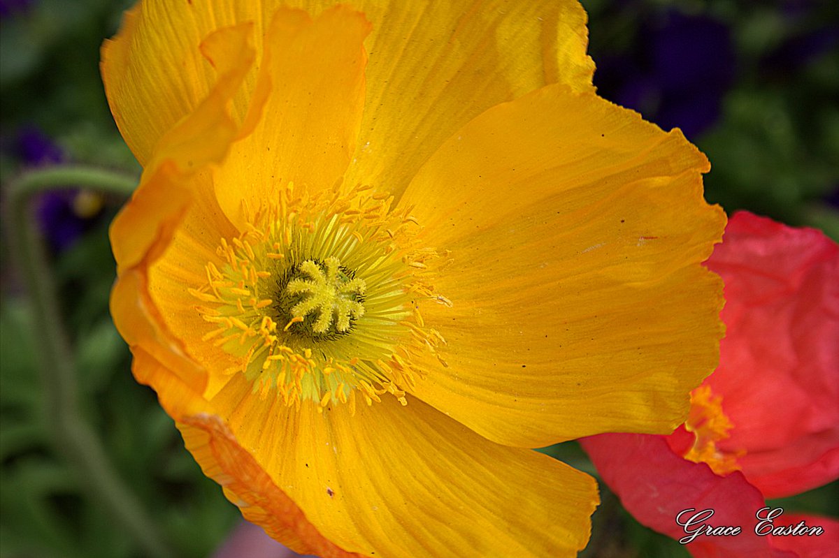 GraceOnFire2's tweet image. "It does not take a majority to prevail... but rather an irate, tireless minority, keen on setting brushfires of freedom in the minds of men." - Samuel Adams
Icelandic Poppies
#FlowersOnFriday #photography #photographyOnX #Flowers #FlowersOnX #poppies #freedom