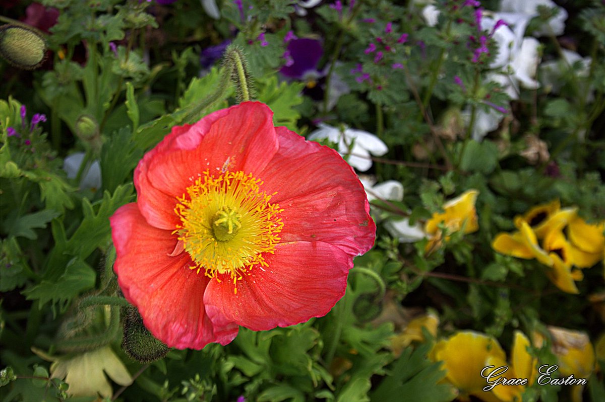 GraceOnFire2's tweet image. "It does not take a majority to prevail... but rather an irate, tireless minority, keen on setting brushfires of freedom in the minds of men." - Samuel Adams
Icelandic Poppies
#FlowersOnFriday #photography #photographyOnX #Flowers #FlowersOnX #poppies #freedom