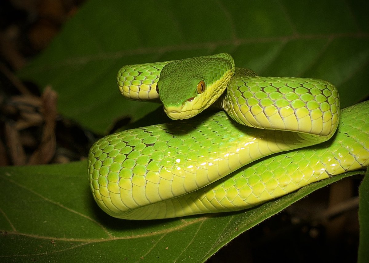 incidental naturalist tweet media