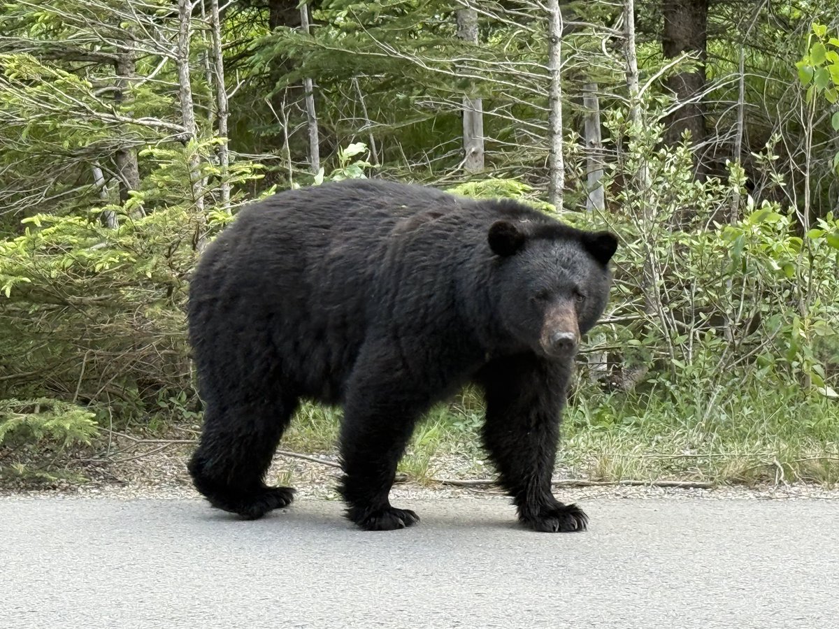 matt2tle's tweet image. ⁦@spann⁩ Black Bear in Beautiful Jasper National Park, Alberta,Canada.