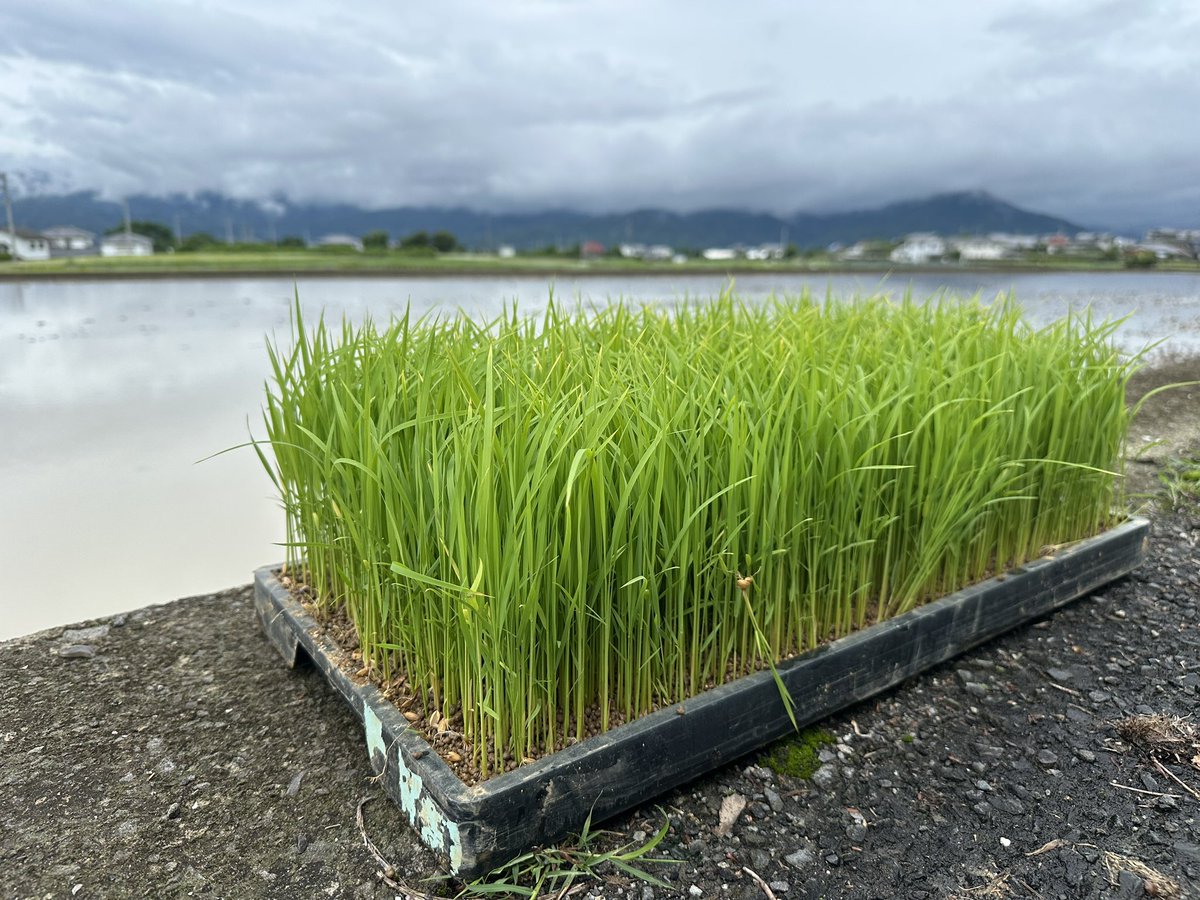 これから阿波山田錦の田植えイベントです。頑張ります💪

#残草蓬莱
#大矢孝酒造
#阿波山田錦