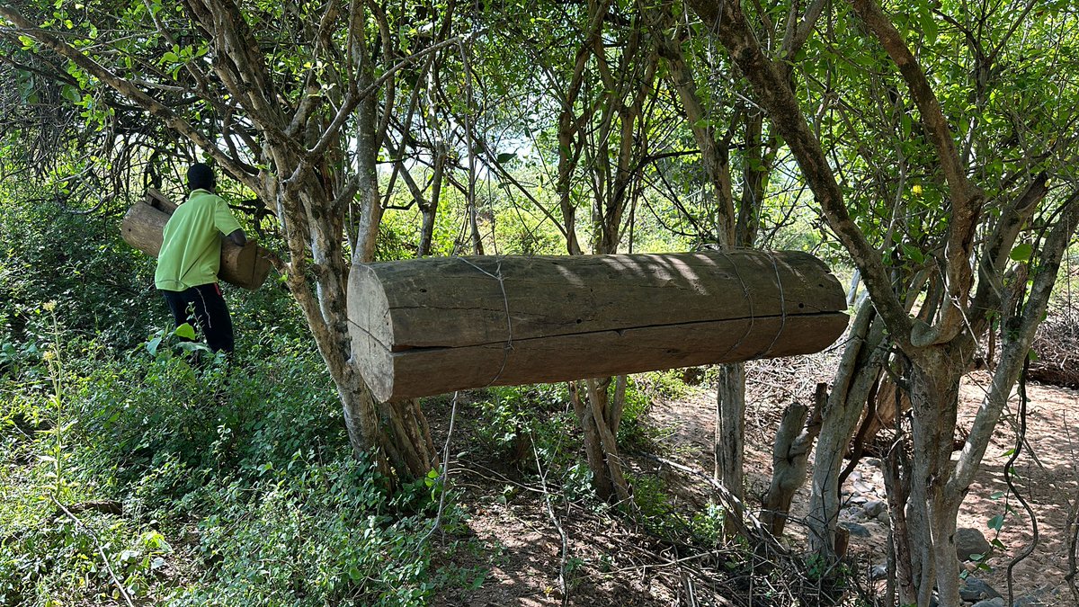 Berese28's tweet photo. 3/ In total, we have 100 beehives with over 15% occupied already. These beehives will form a broader network of beehives to supply Berese 2.8 Honey. This project will provide training and modern bee equipment to the locals. #EMC_farming, #Diaspora_Kenya, #Beresetwopointeight. https://t.co/SODV7Kr3NL
