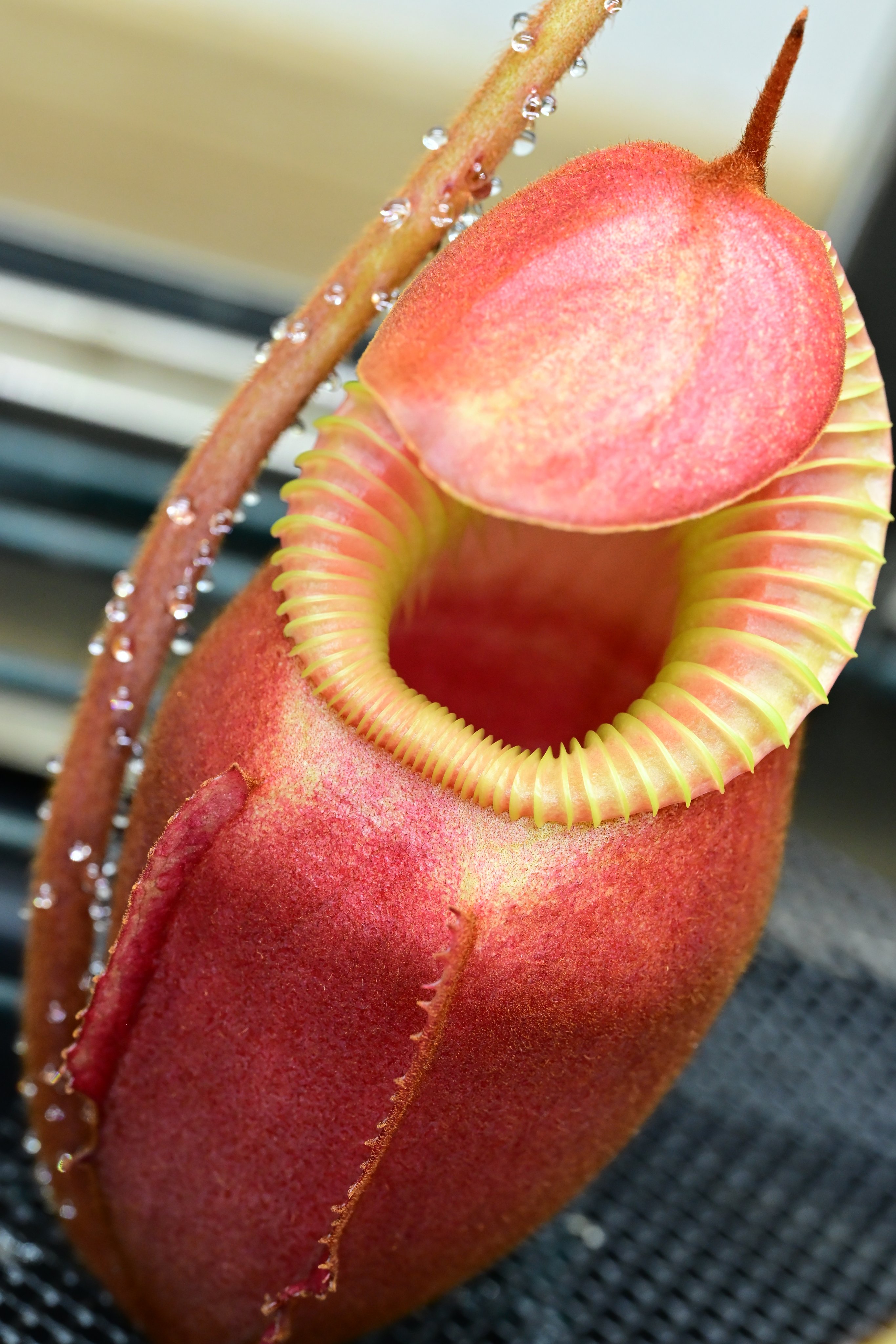 Nepenthes villosa ※ 食虫植物 ※ ネペンテス ビロサ ※ BCP ウツボカズラ